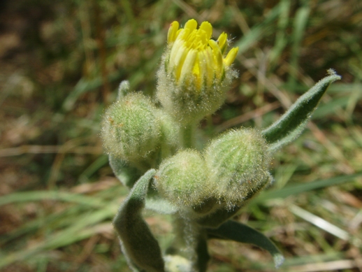 Pianta vellutata - Andryala integrifolia